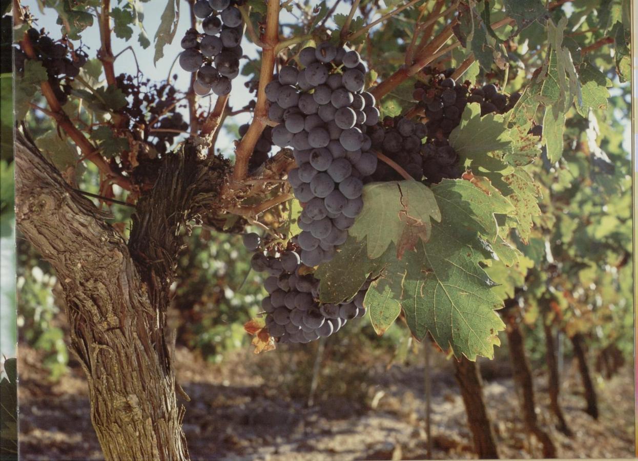 Alojamiento Rural Pueblo De La Ribera Peñafiel المظهر الخارجي الصورة